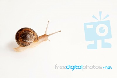 Snail  Stock Photo