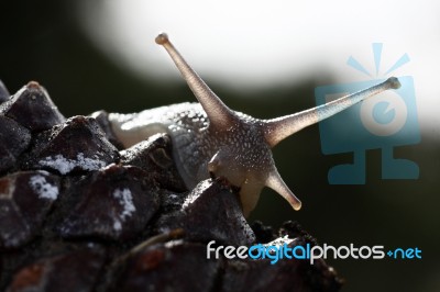 Snail Detail Stock Photo