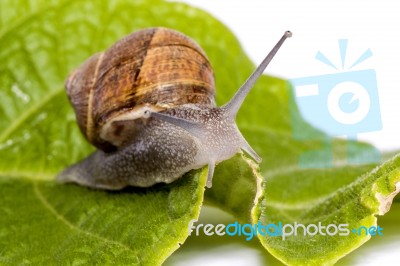 Snail On White Stock Photo
