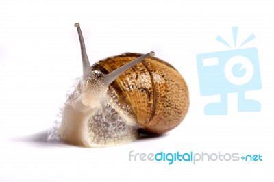 Snail On White Stock Photo