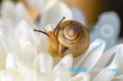 Snail On White Flower Stock Photo