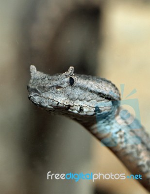 Snake Stock Photo