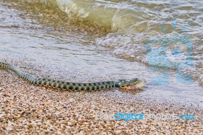 Snake River Natrix Reptile Stock Photo