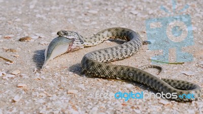 Snake River Natrix Reptile Head Swallowed Goby Fish Stock Photo
