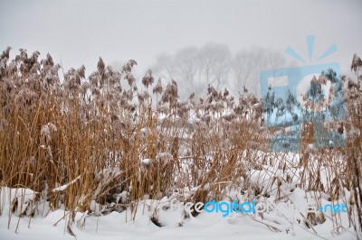 Snow And Frost On Cane On A Frozen River. Overcast Snowy Weather… Stock Photo