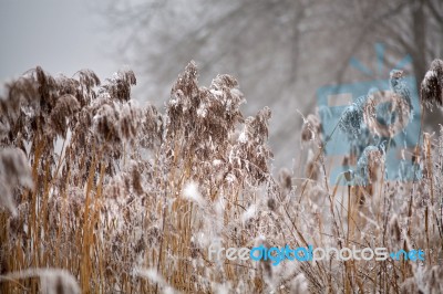 Snow And Frost On Cane On A Frozen River. Overcast Snowy Weather… Stock Photo