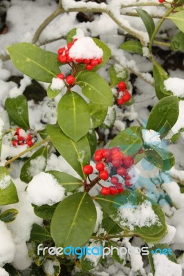 Snow Holly Stock Photo