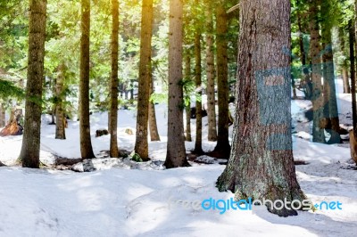 Snow Larch Forest With Sunlight And Shadows Beautiful Green Pine… Stock Photo