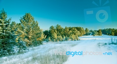 Snow Pine Forest Stock Photo