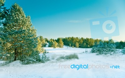 Snow Pine Forest Stock Photo