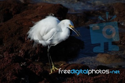 Snowy Egret Stock Photo