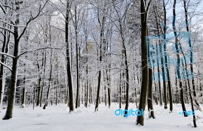 Snowy Forest Stock Photo