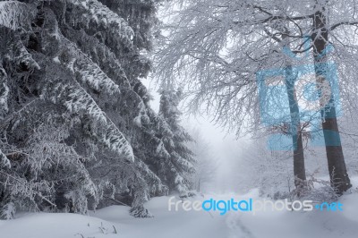 Snowy Forest Stock Photo