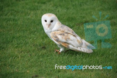 Snowy Owl Stock Photo