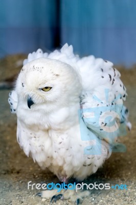 Snowy Owl (bubo Scandiacus) Stock Photo