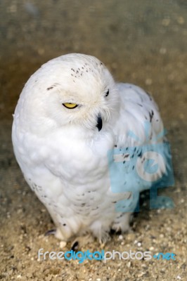 Snowy Owl (bubo Scandiacus) Stock Photo