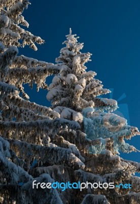 Snowy Trees Stock Photo