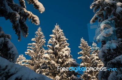 Snowy Treess2 Stock Photo
