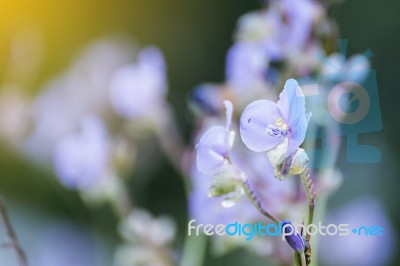 Soft Focus Beautiful Landscape Of Beautiful Rain Forest With Green Background Stock Photo