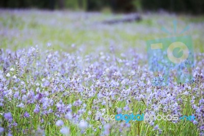 Soft Focus Beautiful Landscape Of Beautiful Rain Forest With Green Background Stock Photo