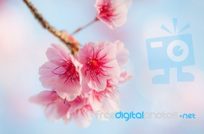 Soft Focus Cherry Blossom Or Sakura Flower On Nature Background Stock Photo