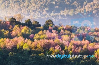 Soft Focus Cherry Blossom Or Sakura Flower On Nature Blur Backgr… Stock Photo