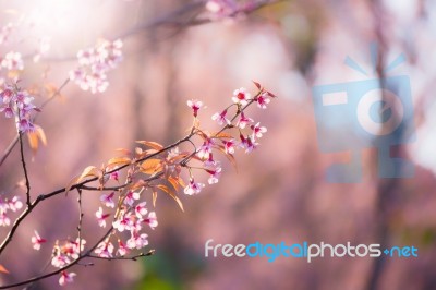 Soft Focus Cherry Blossom Or Sakura Flower On Nature Blur Background Stock Photo