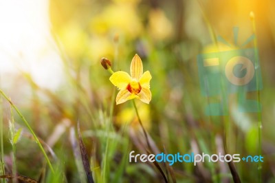Soft-focus Close-up Of Yellow Flowers Plant With Bokeh Stock Photo
