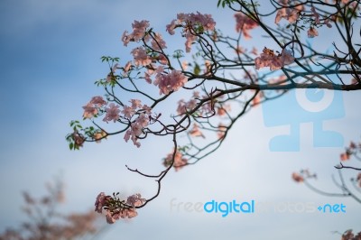 Soft Focus Wild Cherry Flower ,pinks Flower In Thailand Stock Photo
