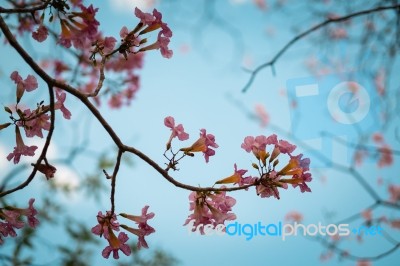 Soft Focus Wild Cherry Flower ,pinks Flower In Thailand Stock Photo