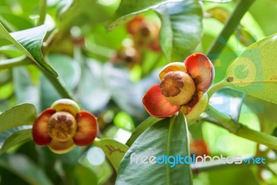 Soft Fruit Of Mangosteen Stock Photo