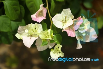Soft Pink Bougainvillea Flower Stock Photo