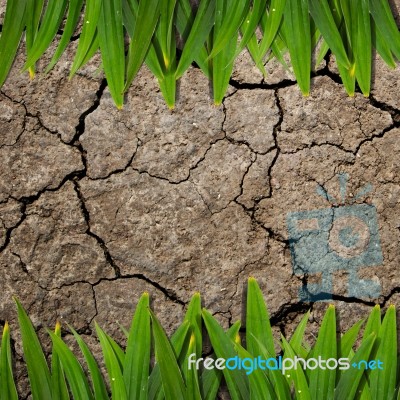 Soil Texture And Green Grass Stock Photo