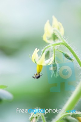 Solanum Laciniatum Flower Stock Photo