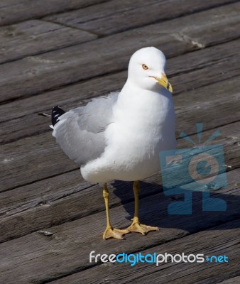 Solely Gull Stock Photo