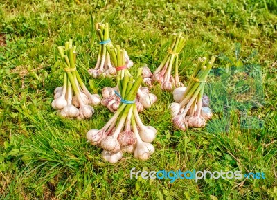 Some Bundles Of Garlic Lying On The Grass Stock Photo