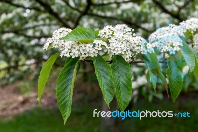 Sorbus Megalocarpa Stock Photo