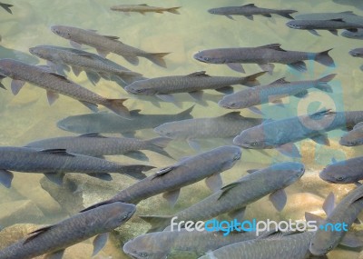 Soro Brook Carp Waterfall Fish Stock Photo