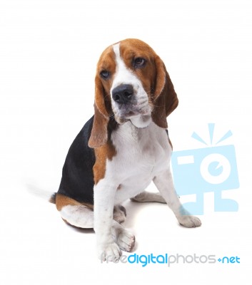 Sorrow Face Of Beagle Dog Isolated White Stock Photo