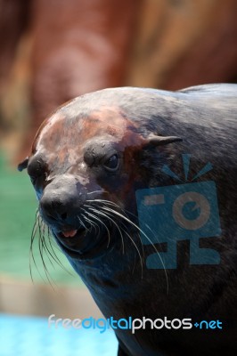 South-african Fur Seal Stock Photo
