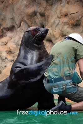 South-african Fur Seal Show Stock Photo