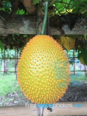 Southeast Asian Fruit Cochinchin Gourd Plant Stock Photo