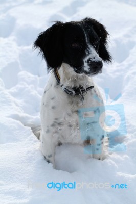 Spaniel Sitting In The Snow Stock Photo