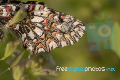 Spanish Festoon Butterfly (zerynthia Rumina) Stock Photo