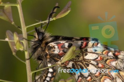 Spanish Festoon Butterfly (zerynthia Rumina) Stock Photo