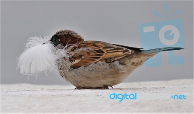 Sparrow Feather In Mouth Stock Photo