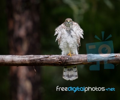 Sparrow Hawk Stock Photo