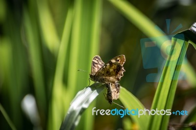 Speckled Wood Butterfly (pararge Aegeria) Stock Photo