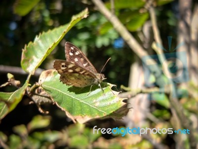 Speckled Wood (pararge Aegeria) Butterfly Stock Photo