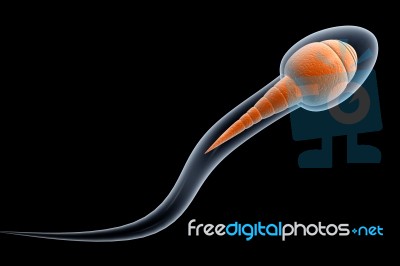 Sperm  Stock Image